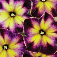Petunia Crazytunia® ´Moonstruck´ / Petunie, K7
