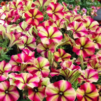 Petunia WFL® Crazytunia® ´Razzmatazz´ / Petunie, K7