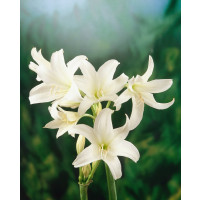 Crinum powellii ´Alba´ / Křín bílý, 20/24