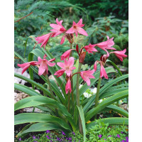 Crinum powelii / Křín, 20/24