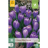 Crocus ´Blue Ocean´ / Velkokvětý krokus, bal. 10 ks, 8/9