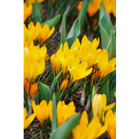 Crocus ´Golden Yellow´ / Velkokvětý krokus, bal. 10 ks, 8/9