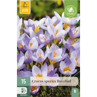 Crocus ´Rosalind´ / Botanický šafrán / Krokus, bal. 15 ks, 5/+