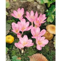 Crocus speciosus / Šafrán podzimní, bal. 10 ks, 5/+