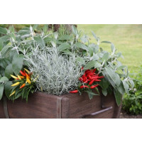 BIO Helichrysum angustifolia / Curry bylinka, K12