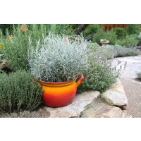 BIO Helichrysum angustifolia / Curry bylinka, K12