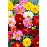 Dahlia Mix / Kolekce 6 dekorativních jiřin, bal. 6 ks, I.