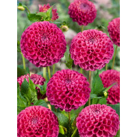 Dahlia ´Jowey Frambo´ / Jiřina, I.