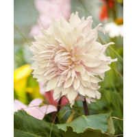 Dahlia ´Café Au Lait´/ Jiřina, I.