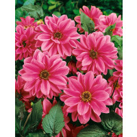 Dahlia ´Fascination´ / Jiřina, I.