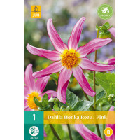 Dahlia ´Honka Roze/ Pink´ / Jiřina, I.