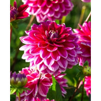 Dahlia ´Maldini´ / Jiřina, I.