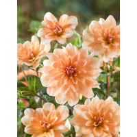 Dahlia ´Orange Perception´ / Jiřina, I.