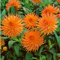 Dahlia ´Cactus Orange´ / Jiřina kaktusovitá oranžová, I., SUPERCENA