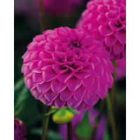 Dahlia ´Rocco´ / Jiřina, I.