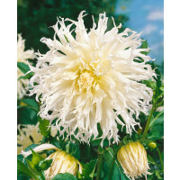 Dahlia ´Tsuki Yori No Shisha´ / Jiřina, I.