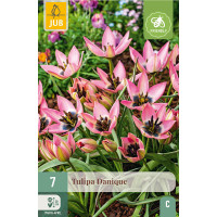 Tulipa ´Danique´ / Tulipán, bal. 7 ks, 6/+