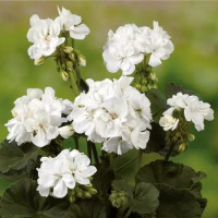 Pelargonium zonale Grandeur ®´Dark White´ / Pelargonie, K7