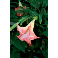 Brugmansia suaveolans / Andělská trumpeta růžová, bal. 4 s.