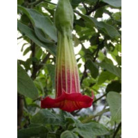 Brugmansia sanguinea / Andělská trumpeta červenožlutá, bal. 3 s.