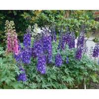 Delphinium 'Excalibur Dark Blue / White Bee' / Stračka, K9