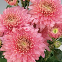 Dendranthema x indicum / Chrysanthemum ´Blenda Purple´ / Chryzantéma / Listopadka indická, K9