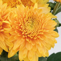 Dendranthema x indicum / Chrysanthemum ´Gompie Broonze´ / Chryzantéma / Listopadka indická, K9