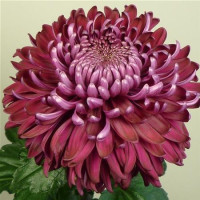 Dendranthema x indicum / Chrysanthemum ´Regal Mist Purple´/ Chryzantéma / Listopadka indická, bal. 3 ks, 3xK9