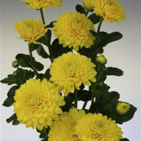 Dendranthema x indicum / Chrysanthemum ´Wendy Yellow´/ Chryzantéma / Listopadka indická, K9