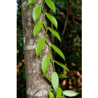 BIO Vanilla planifolia / Vanilka pravá, 20-25 cm, 2 rost. s oporou, K12