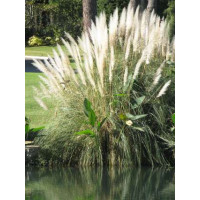 Cortaderia sell. ´White Feather´ / Kortadérie / Pampas dvoudomý bílý, K11
