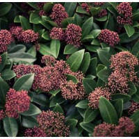 Skimmia japonica ´Rubella´ / Skimie japonská, 40-50 cm, C2