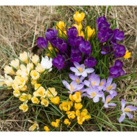 Crocus botanicus mix / Směs botan. šafránů (krokusů), bal. 30 ks, 5/7