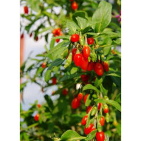 Lycium chinense  ´Grosfruchtig´ / Goji / Kustovnice čínská velkoplodá, 60-80 cm, K9