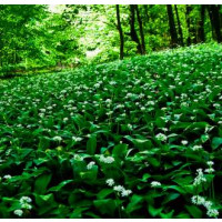Allium ursinum ´Gismo´ / Česnek medvědí, K12