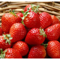 Fragaria ananassa ´Maxim´ (R) / Jahodník středně raný, bal. 6 ks, 6xK7