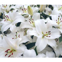 Lilium ´Navona´ / Lilie, bal. 2 ks, 16/18