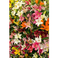 Lilium mix / Pestrobarevná směs lilií, bal. 10 ks, 14/16