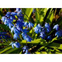 Scilla siberica / Ladoňka sibiřská, bal. 20 ks, 7/8