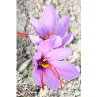 Crocus ´Sativus´ / Šafrán setý podzimní, bal. 10 ks, 8/9