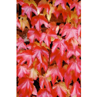 Parthenocissus tricuspidata / Přísavník trojcípý, bal. 15 sem.