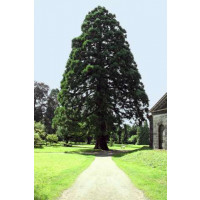 Sequoiadendron giganteum / Sekvojovec obrovský, 40-50 cm, C3