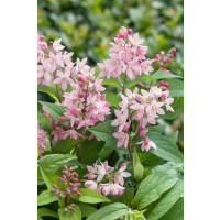 Deutzia x hybrida ´Strawberry Fields´ / Trojpuk , 30-40 cm, C1,5