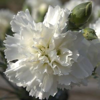 Dianthus ´Perfume Pinks® ´Memories´  / Voňavý hřebíček, K7