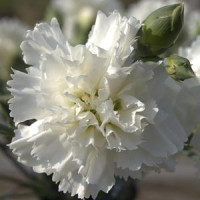 Dianthus ´Perfume Pinks® ´Memories´  / Voňavý hřebíček, bal. 6 ks, 6x K7