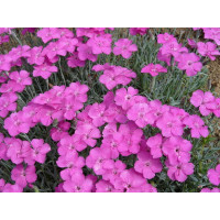 Dianthus 'Babí Lom' / Hvozdík , K9