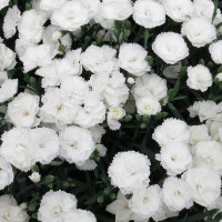 Dianthus Dinamic® White  / Voňavý hřebíček, bal. 6 ks, 6x K7