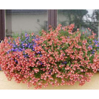 Diascia ´Doortje Pink Elfjes´ / Ostruhatka růžová, bal. 6 ks, 6x K7