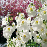 Diascia ´Elfjes Daantje´ / Ostruhatka bílá, K7