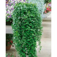 Dichondra ´Emerald Falls´ / Dichondra ´Zelený vodopád´, bal. 6 ks, 6x K7